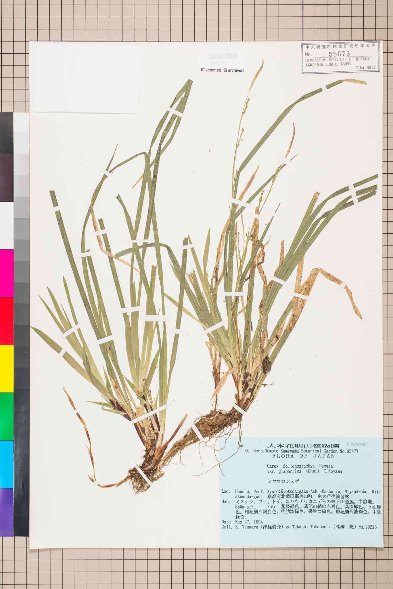 Sample image for viewer