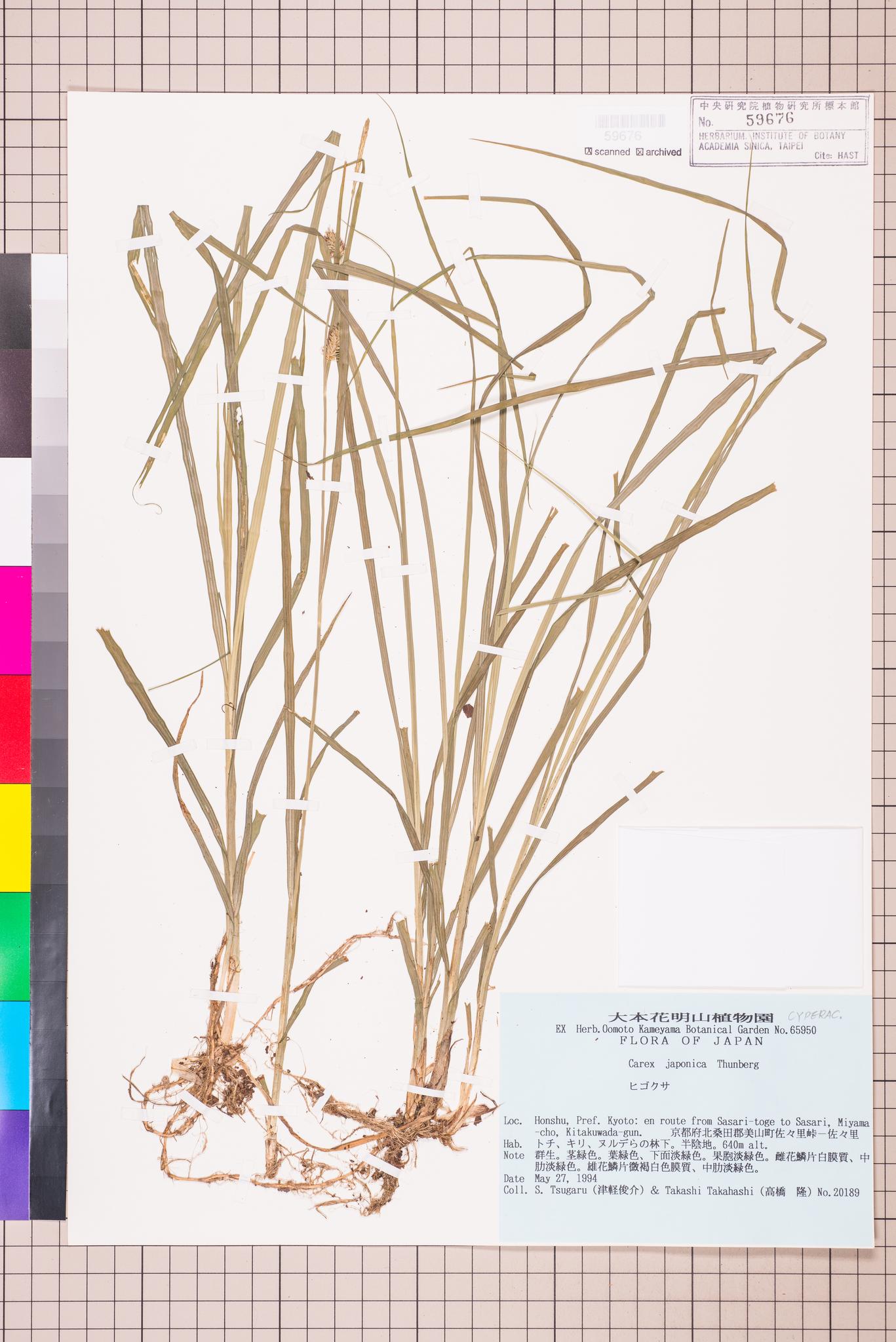 Sample image for viewer