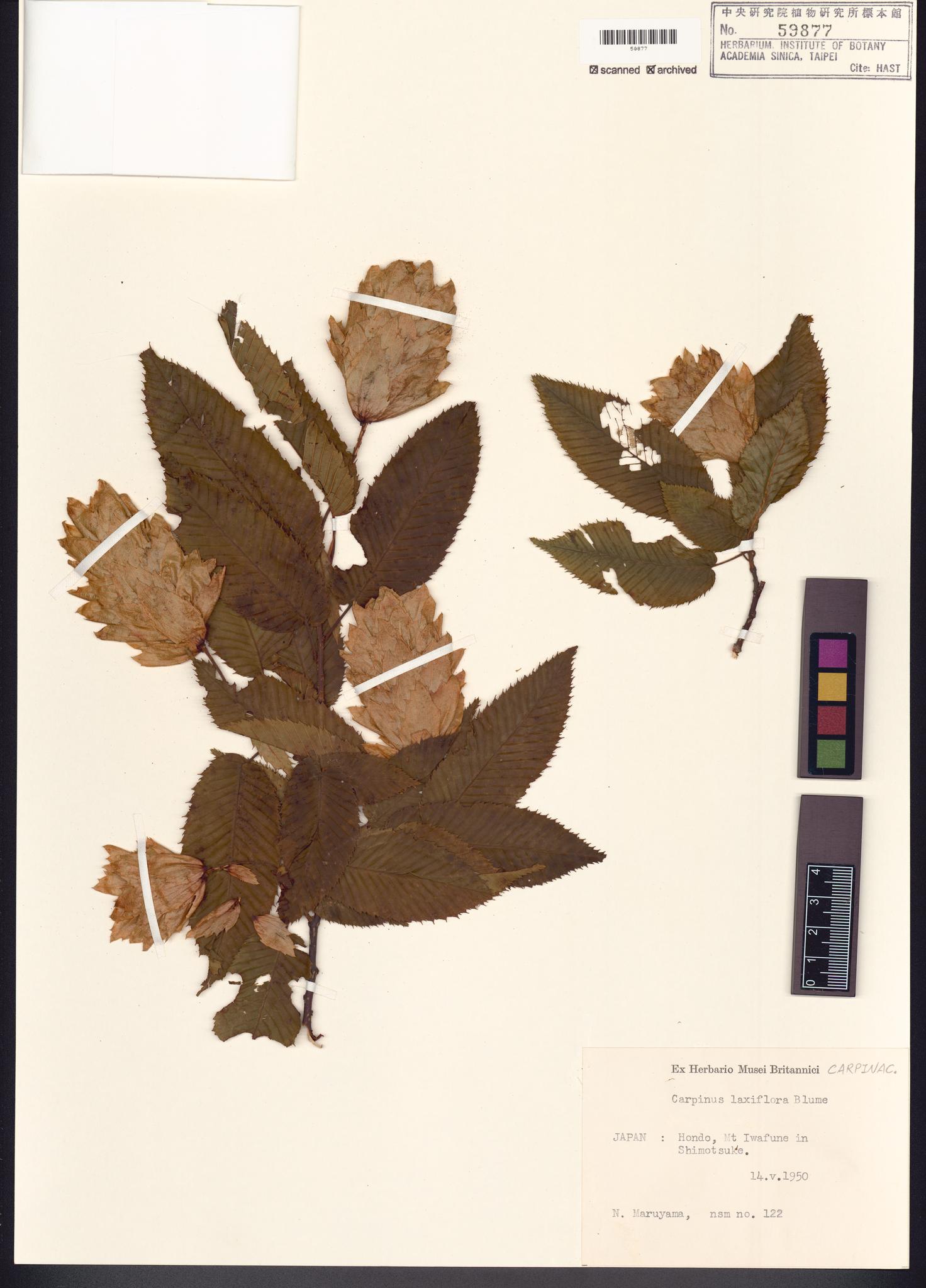 Sample image for viewer