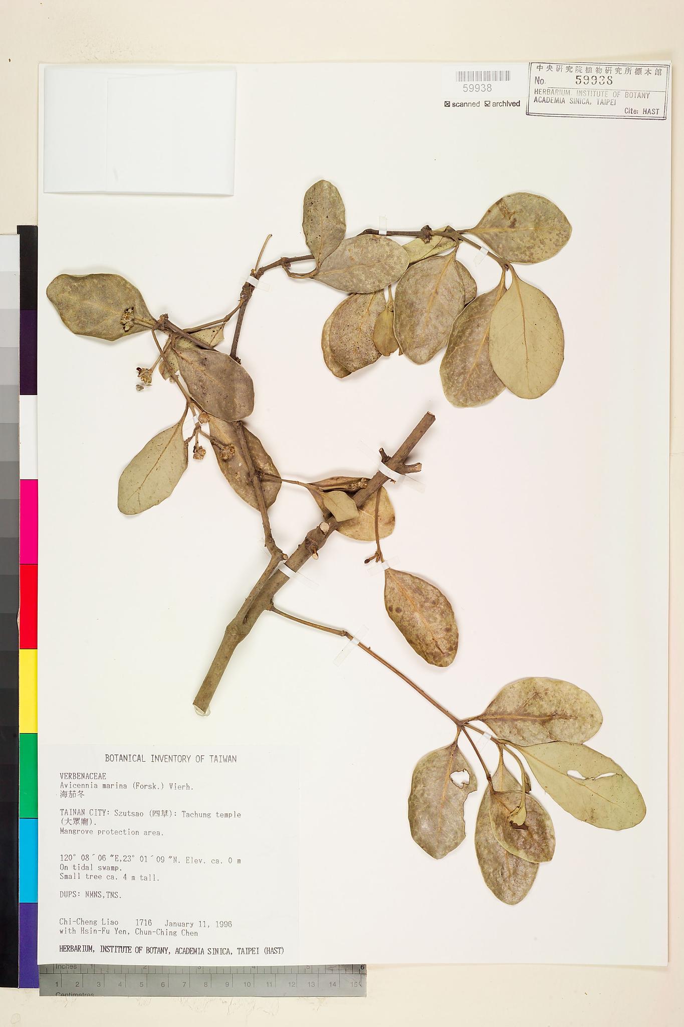 Sample image for viewer