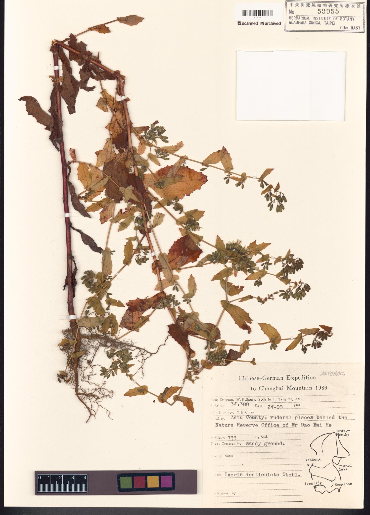 Specimen image