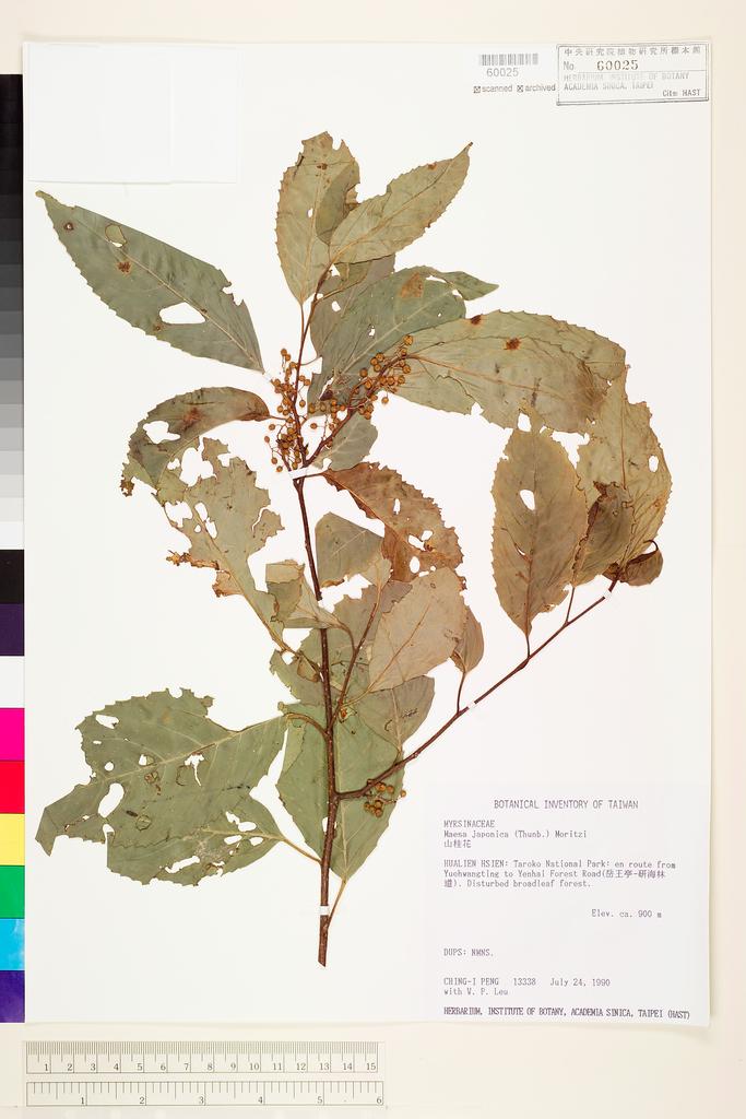 <Unit #26584 Peng, Ching-I | 彭鏡毅 | 13338:: | Maesa japonica (Thunb.) Moritzi ex Zoll.>
