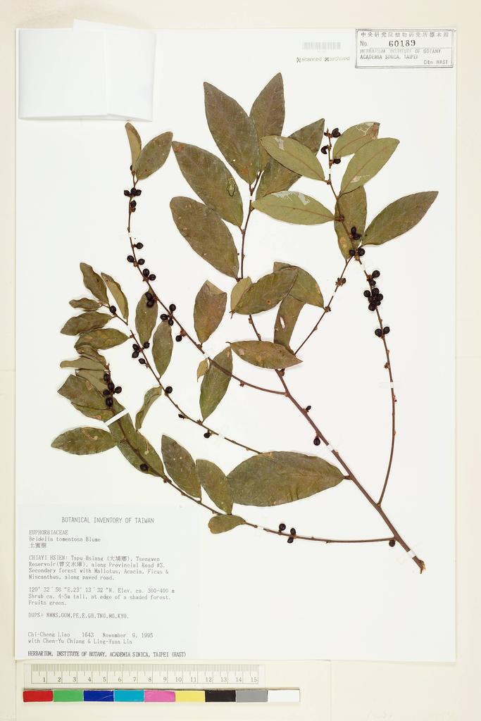 <Unit #17433 Liao, Chi-Cheng | 廖啟政 | 1643:: | Bridelia tomentosa Bl.>