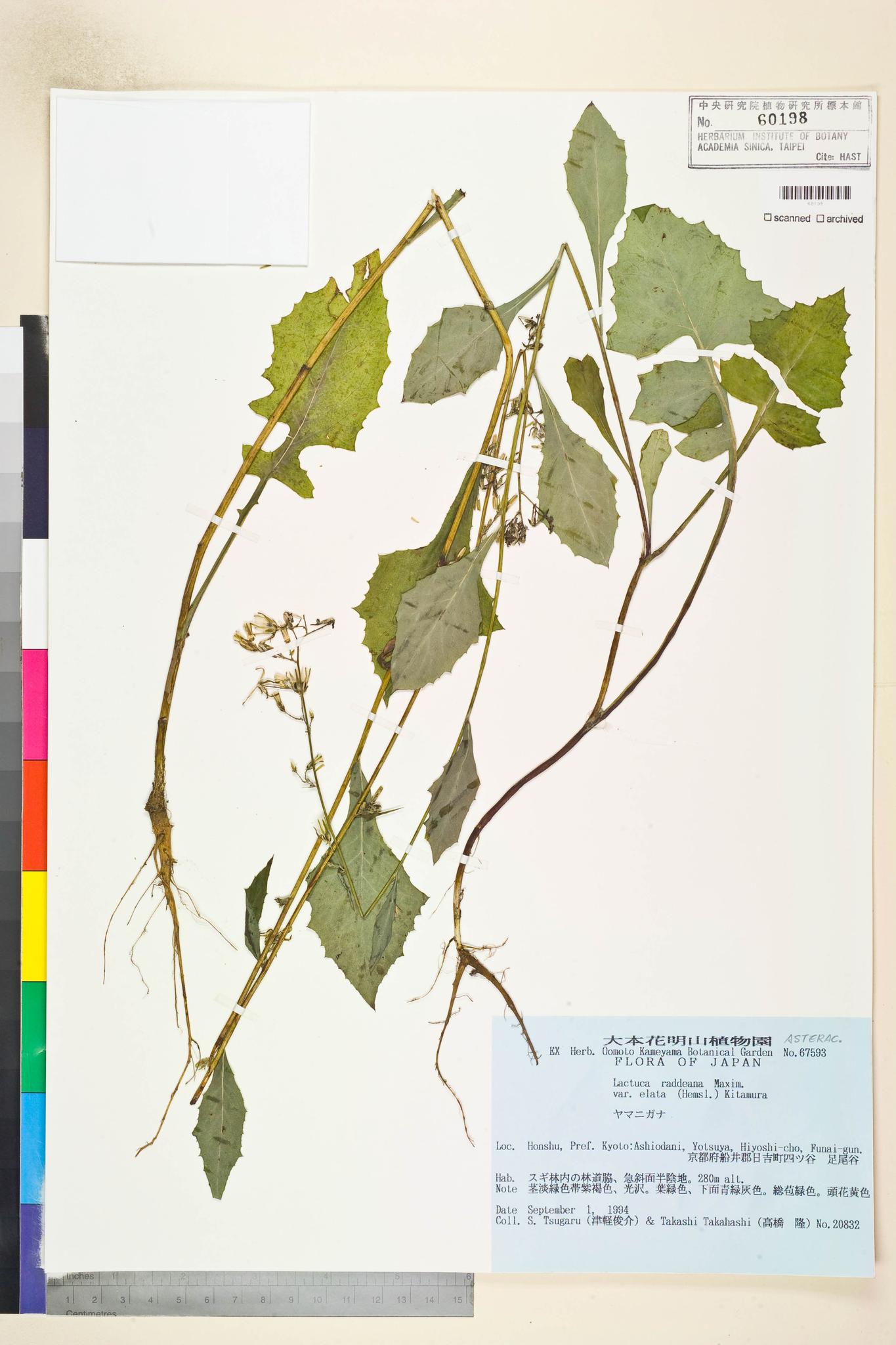 Sample image for viewer