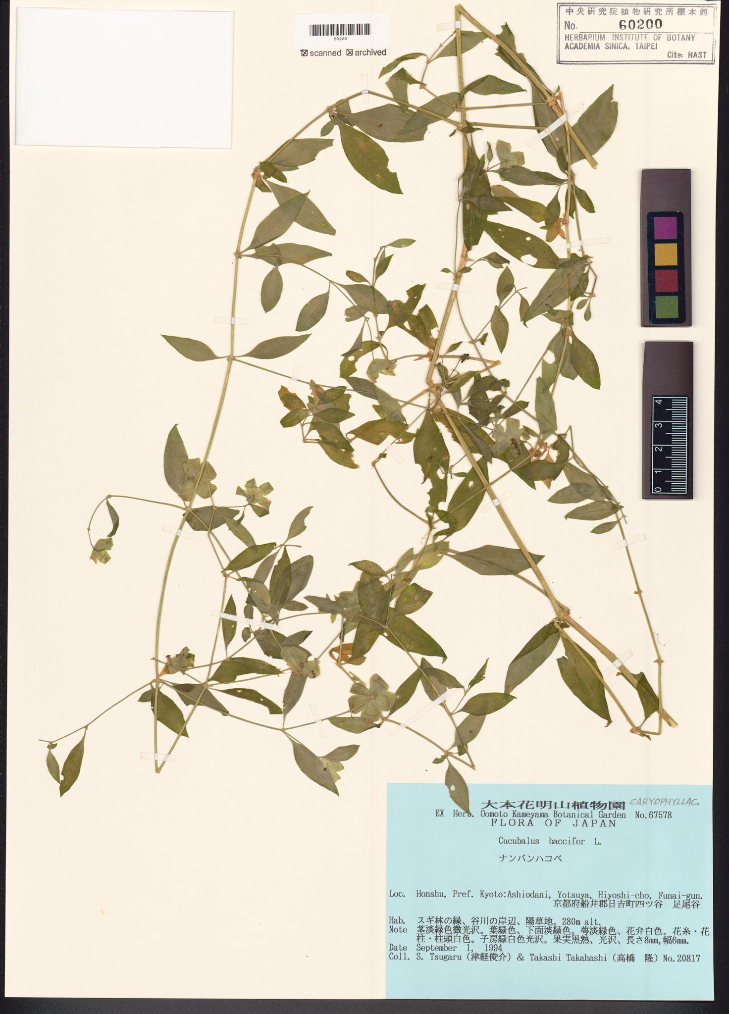 Sample image for viewer