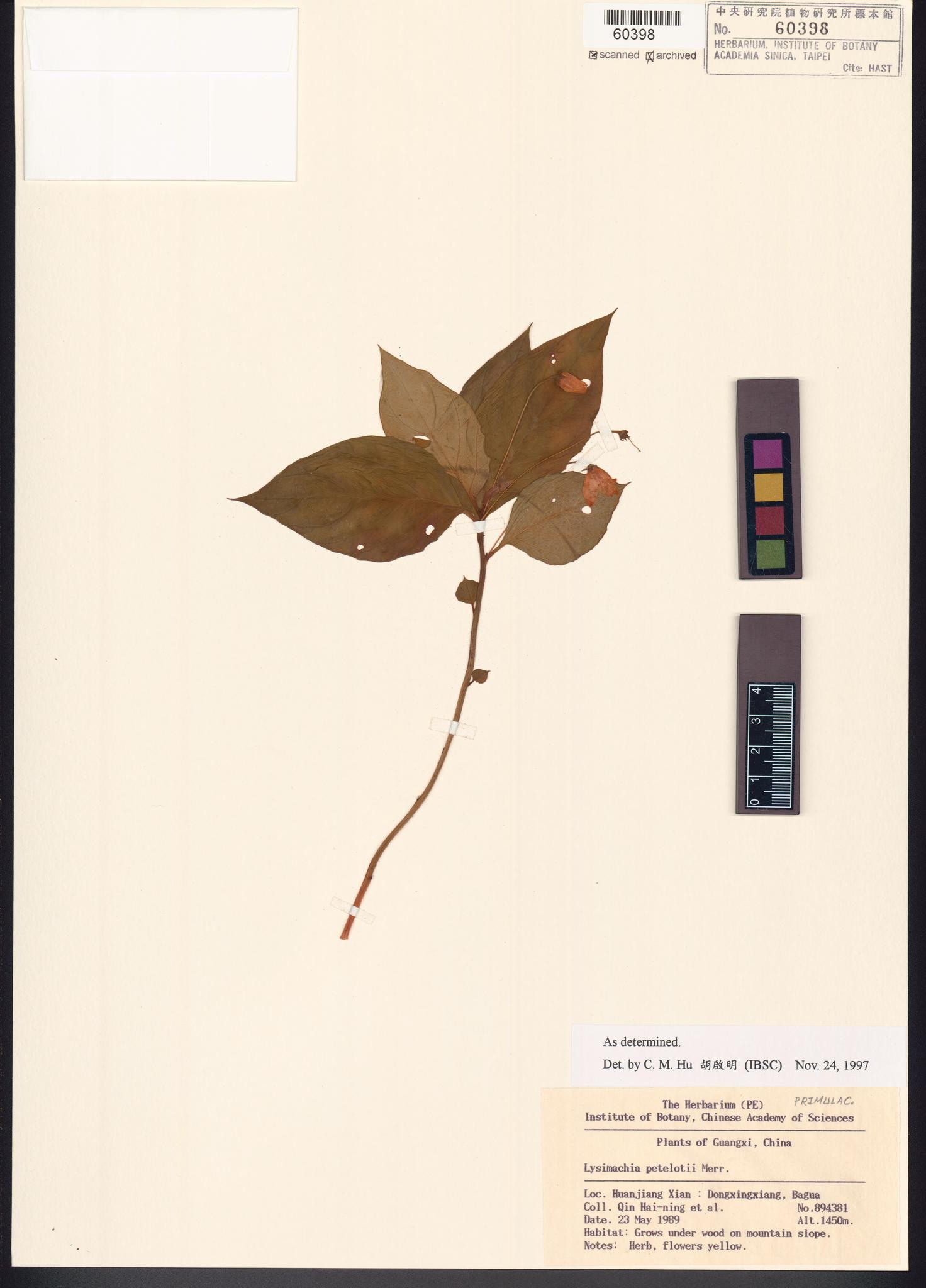 Sample image for viewer