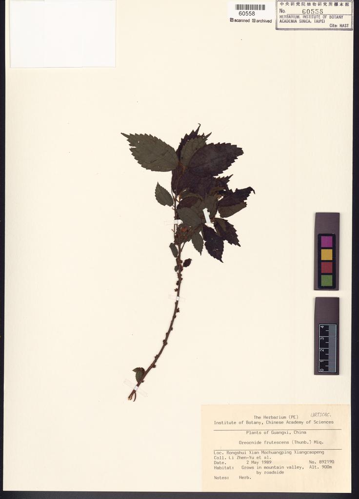 <Unit #100655 Li, Zhen-Yu | 李振宇 | 892190:: | Oreocnide frutescens (Thunb.) Miq.>