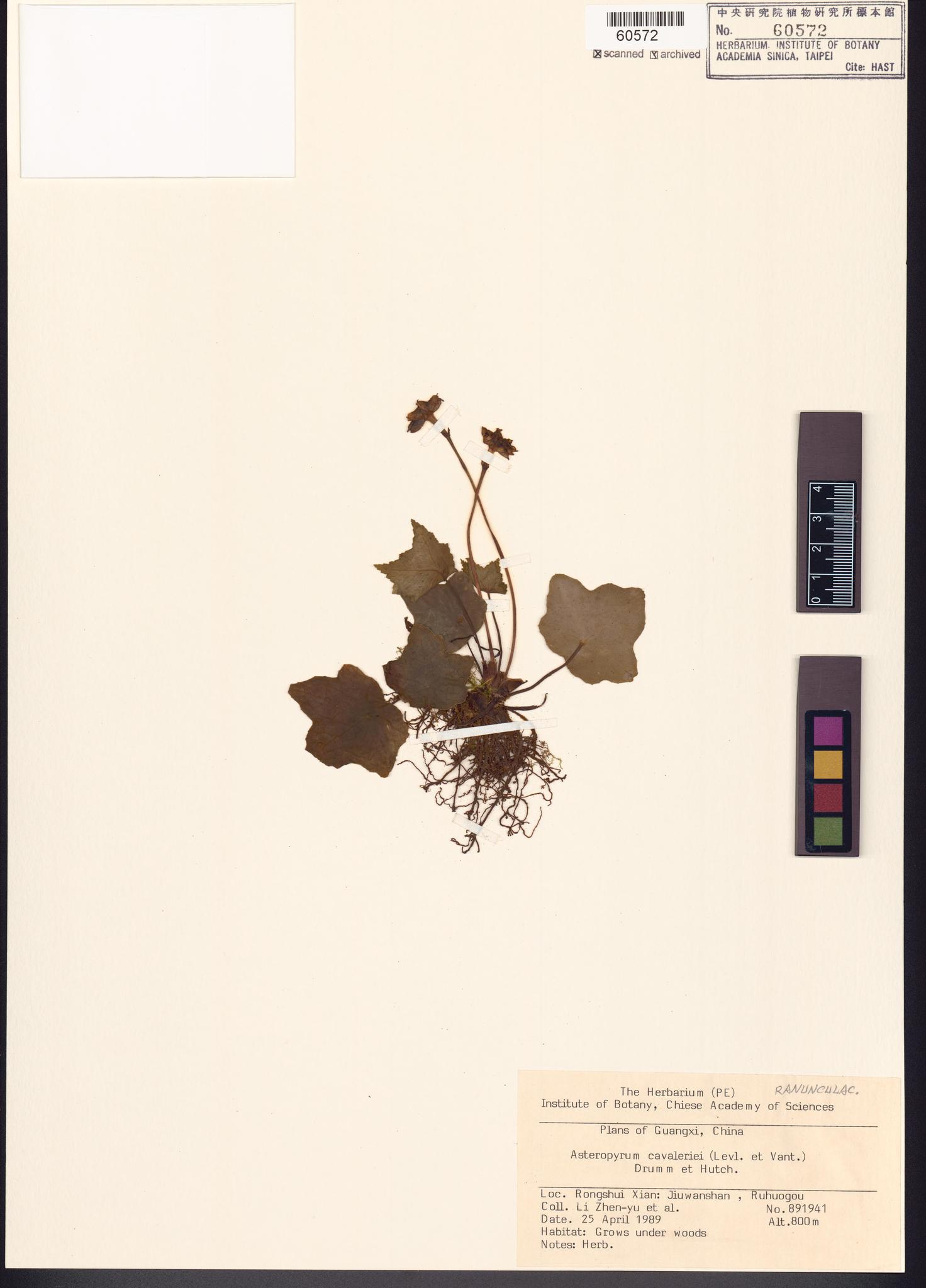 Sample image for viewer