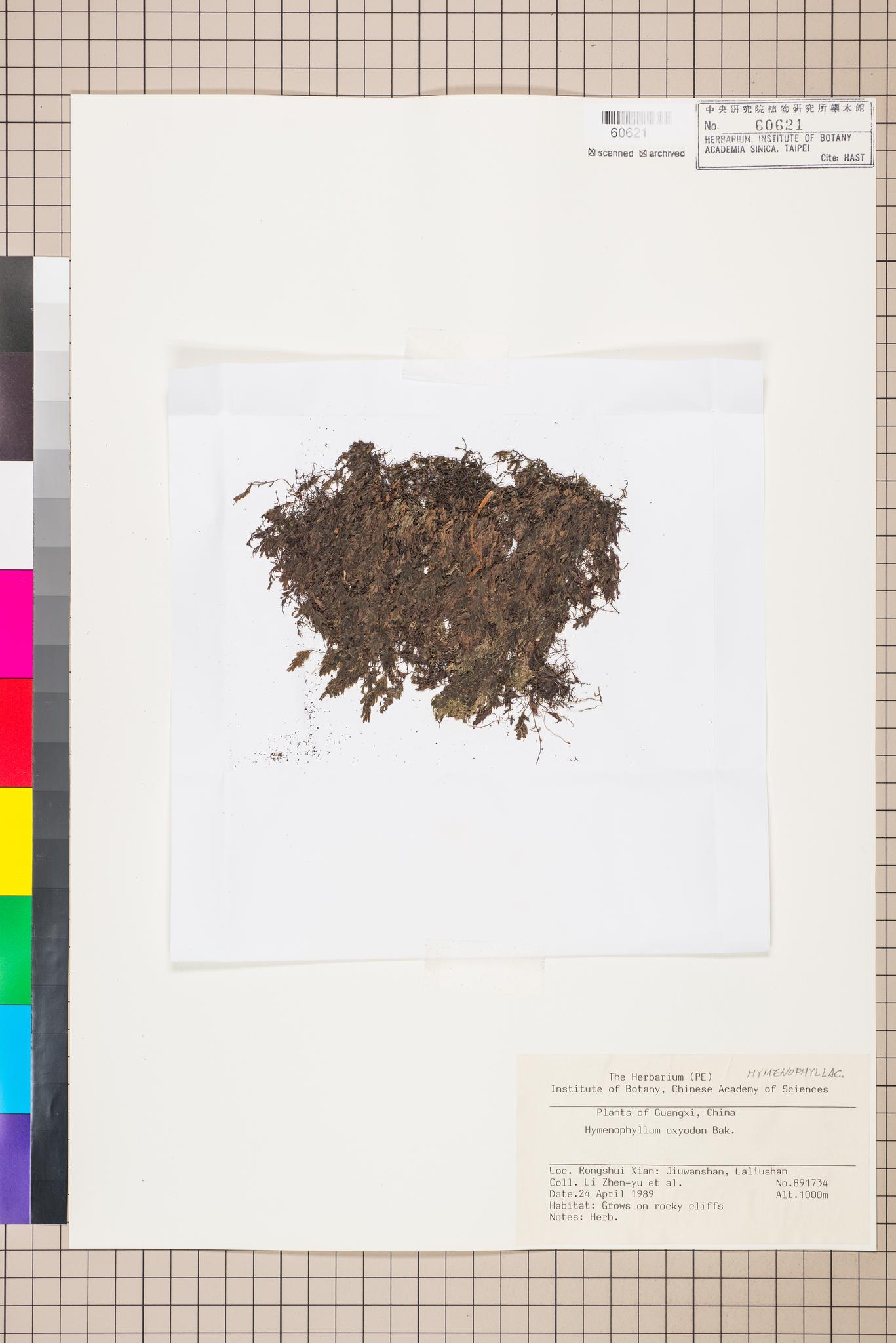 Sample image for viewer