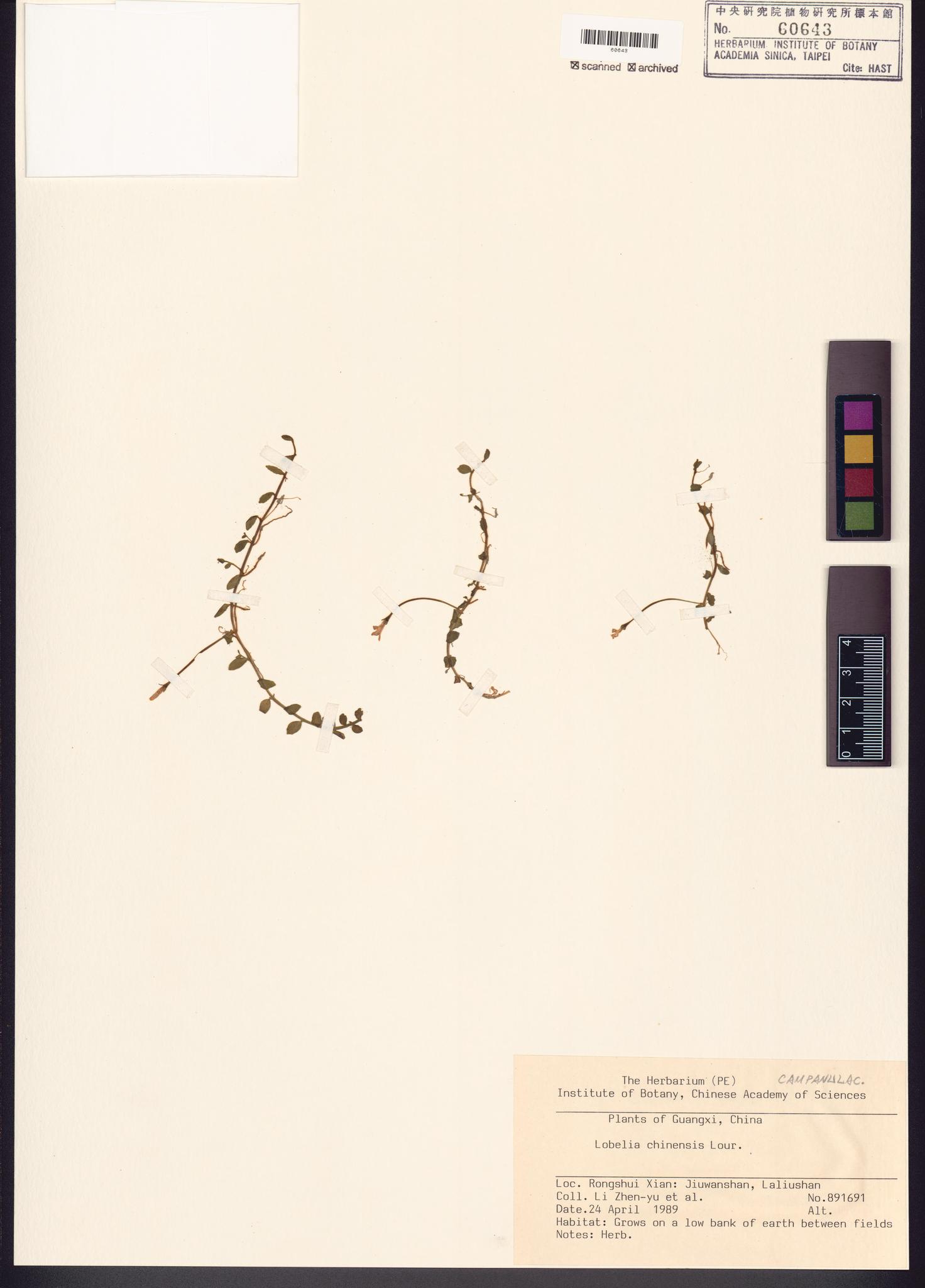 Sample image for viewer