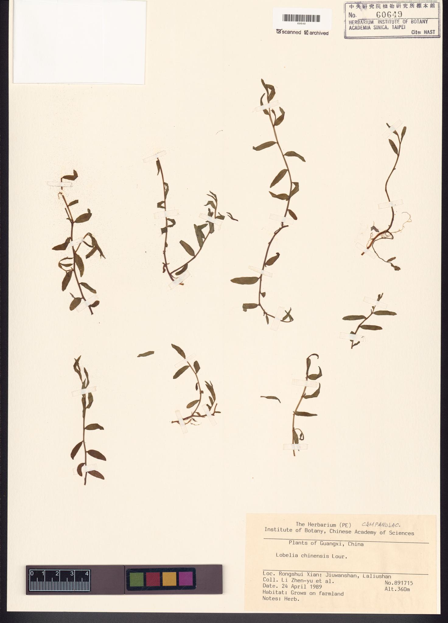 Sample image for viewer