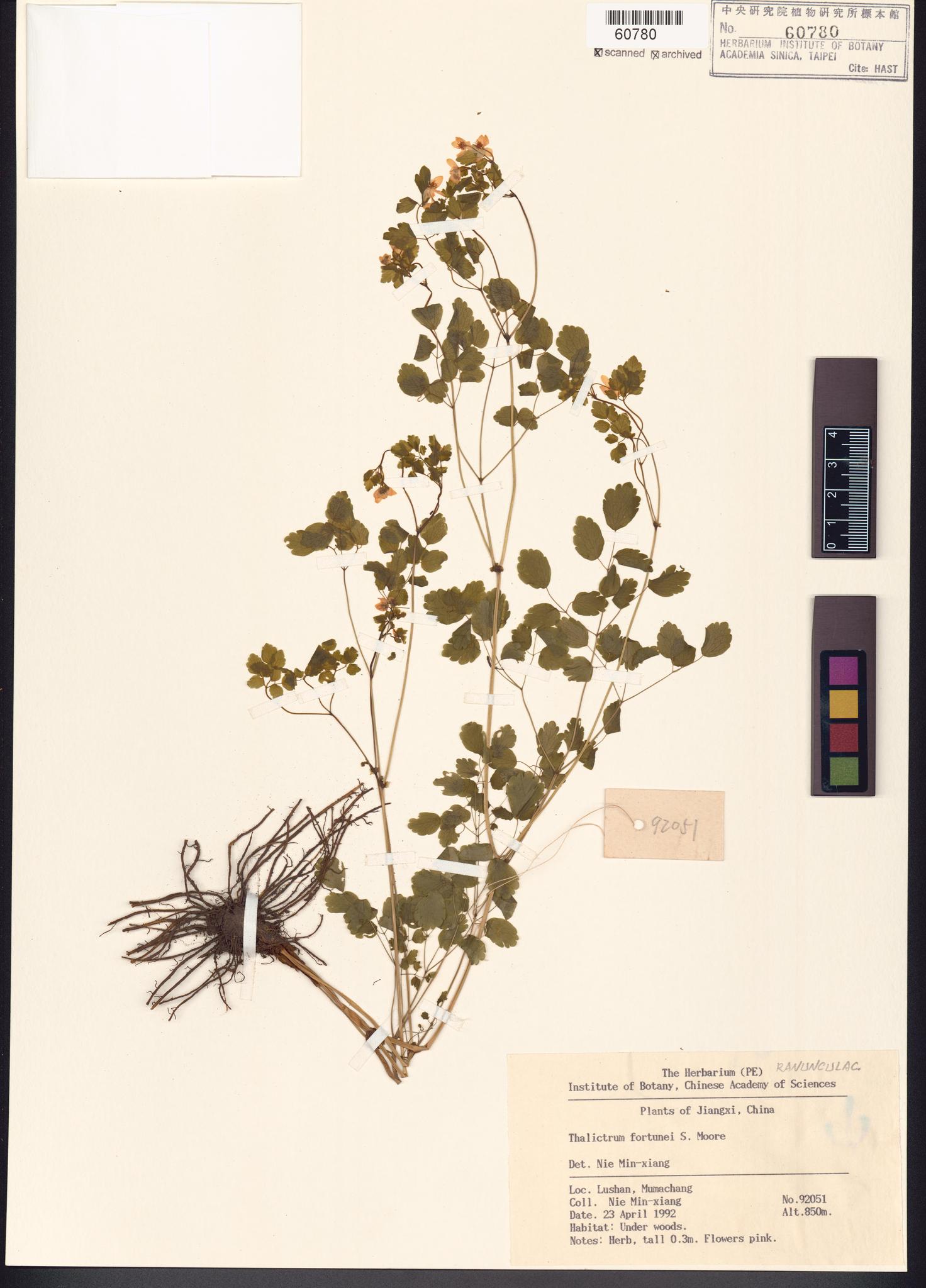 Sample image for viewer