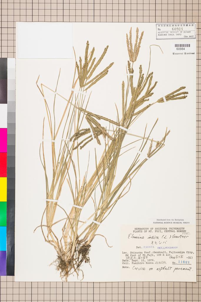 <Unit #110019 Konta, F. | 近田文弘 | 11621:: | Eleusine indica (L.) Gaertn.>