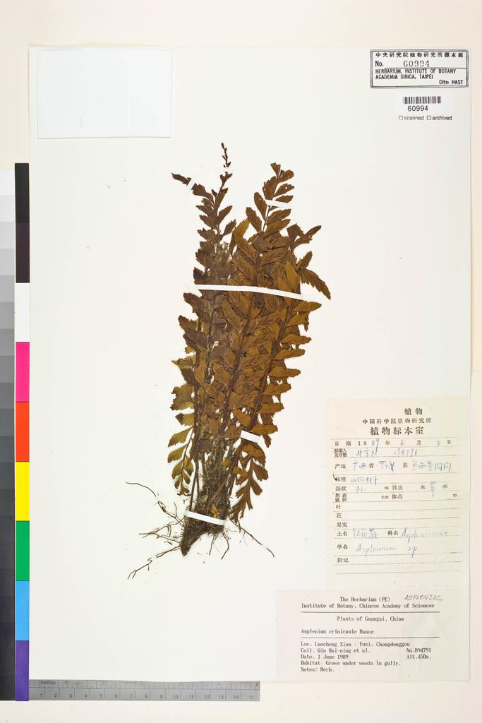 <Unit #128449 Qin, Hai-ning | 覃海寧 | 894791:: | Asplenium crinicaule Hance>