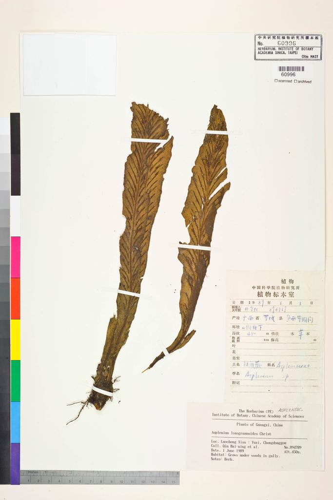 <Unit #128450 Qin, Hai-ning | 覃海寧 | 894789:: | Asplenium loxogrammoides Christ>