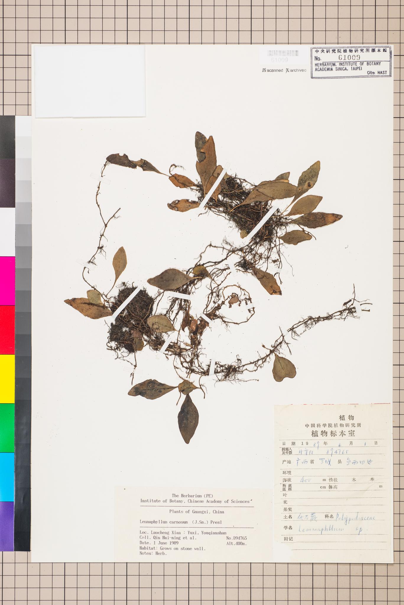 Sample image for viewer