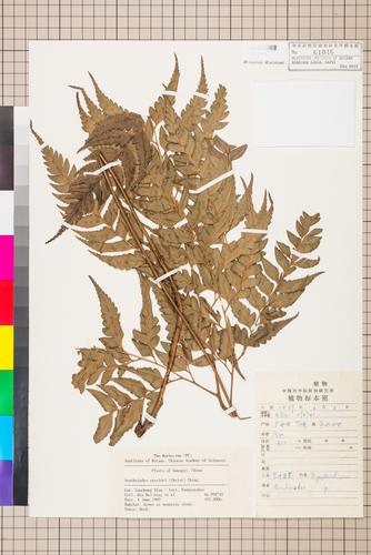 Arachniodes cavalerii (Christ) Ohwi
