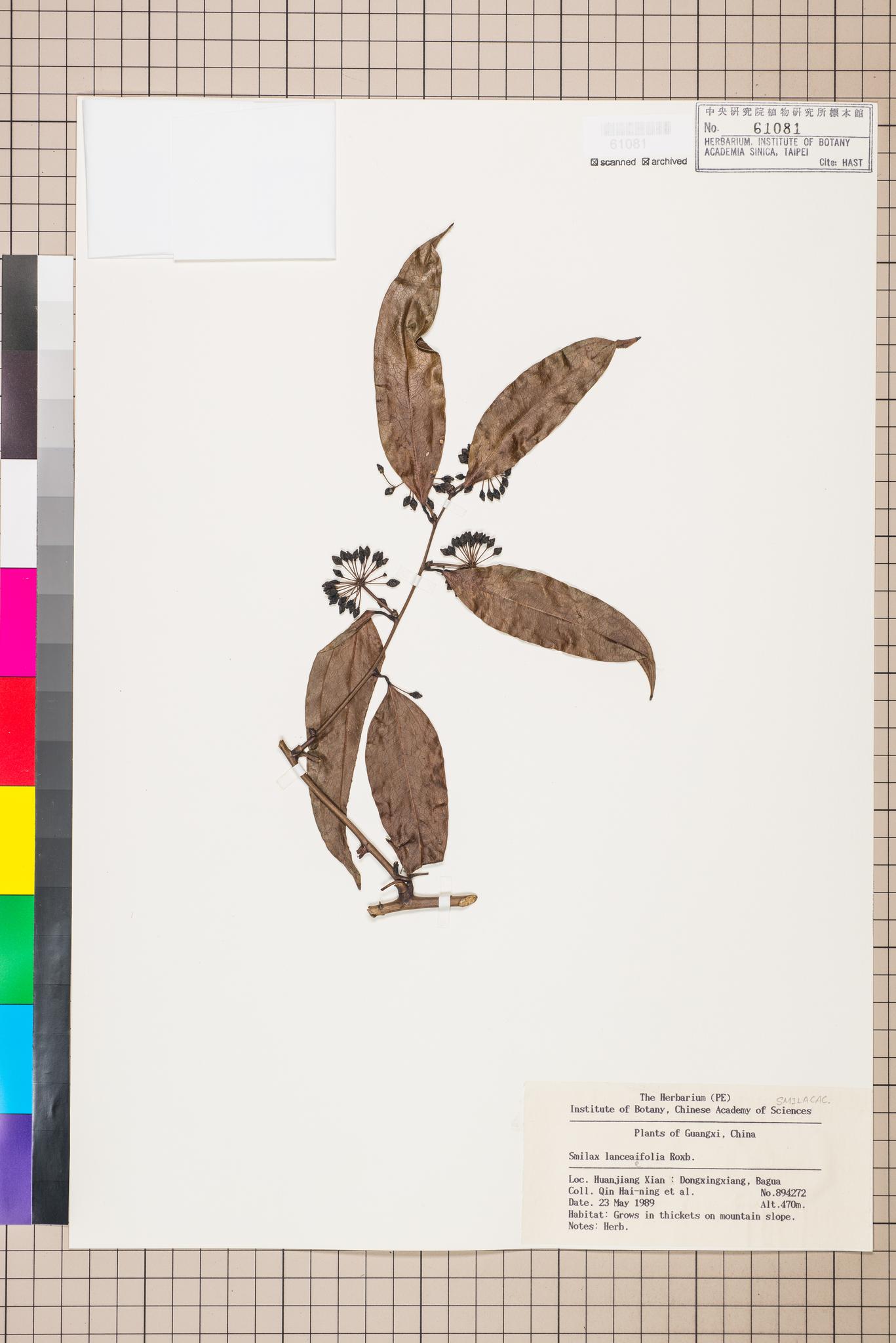 Sample image for viewer