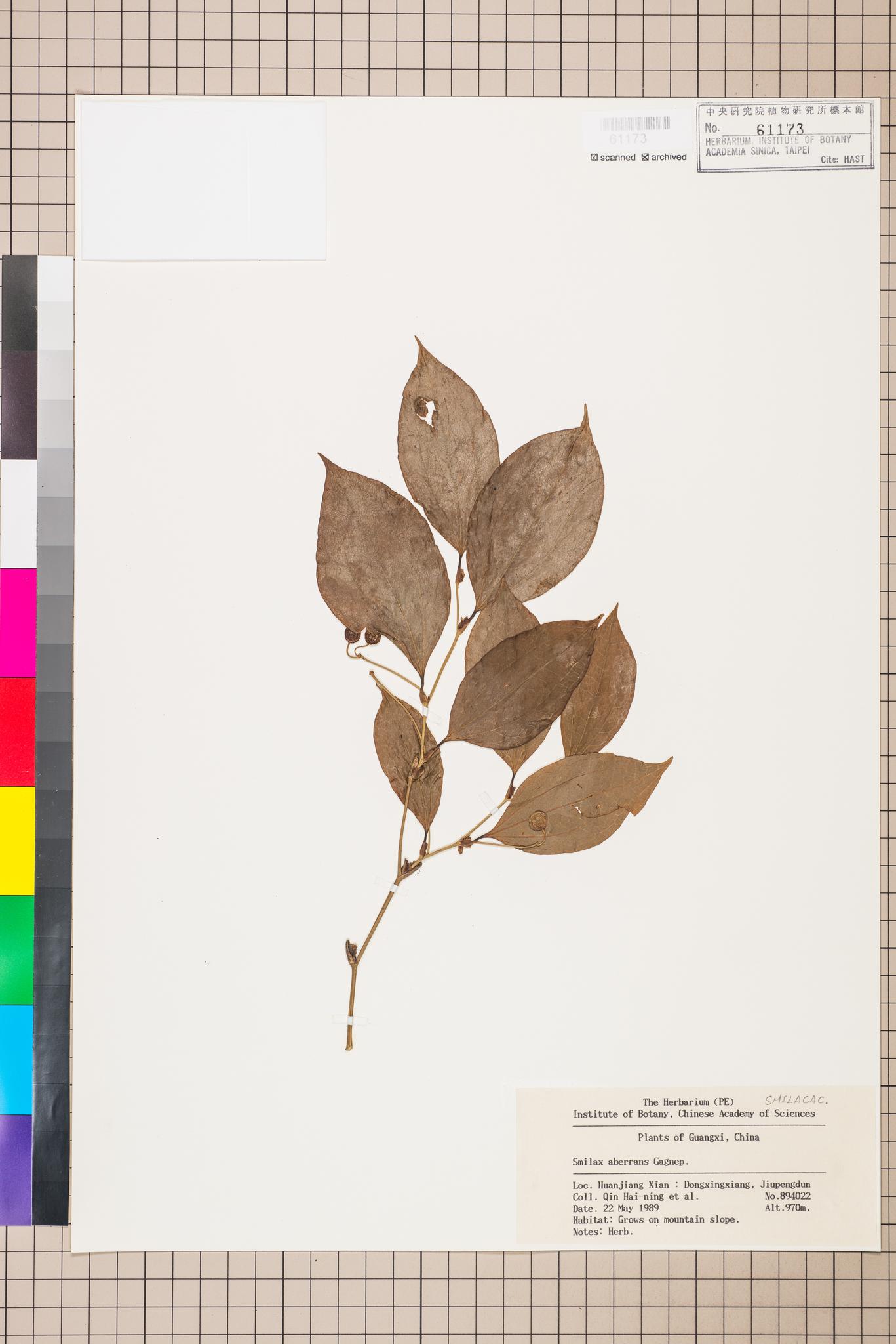 Sample image for viewer