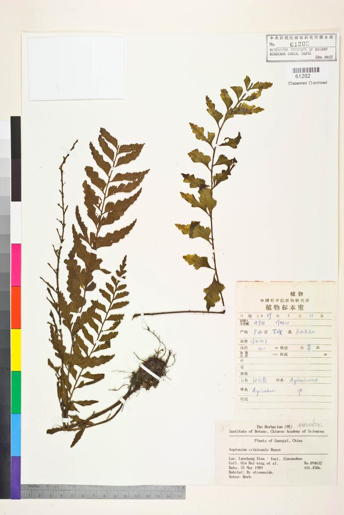 <Unit #128454 Qin, Hai-ning | 覃海寧 | 894632:: | Asplenium crinicaule Hance>