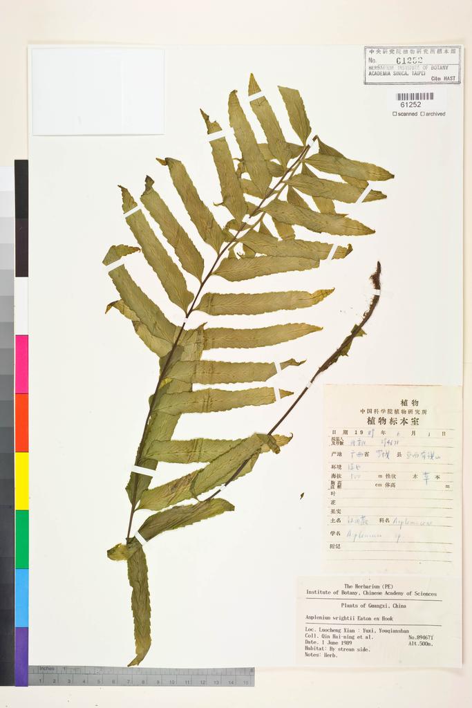 <Unit #128459 Qin, Hai-ning | 覃海寧 | 894671:: | Asplenium wrightii Eaton ex Hook.>