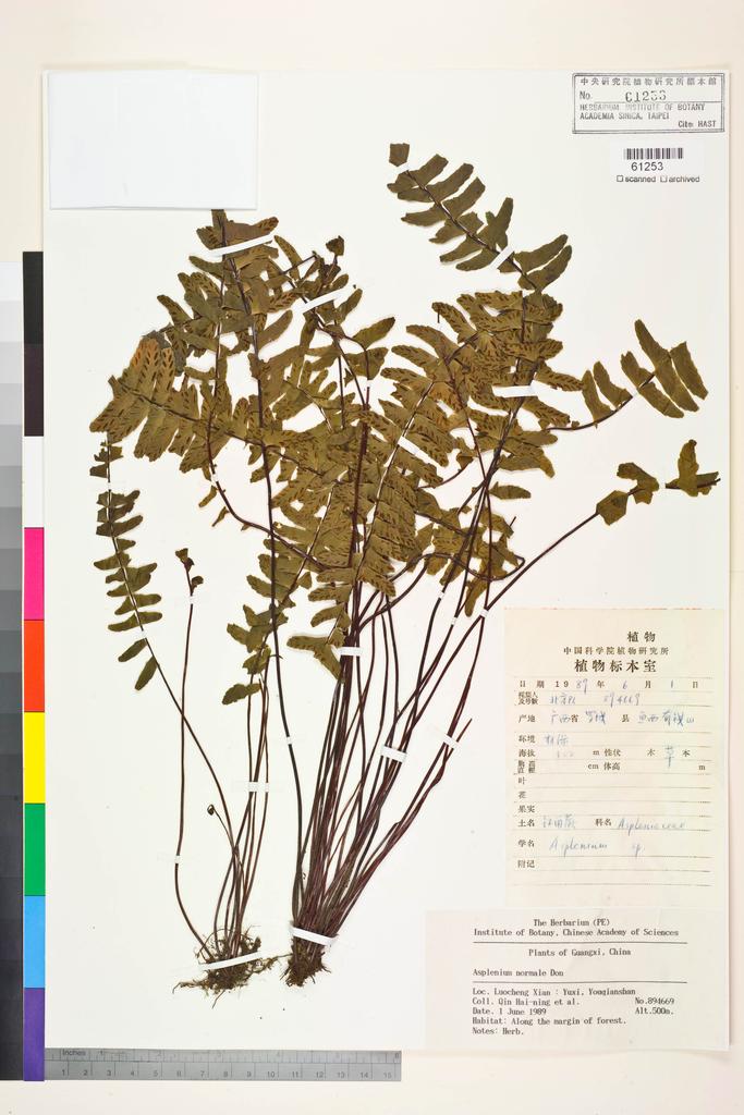 <Unit #128458 Qin, Hai-ning | 覃海寧 | 894669:: | Asplenium normale D. Don>