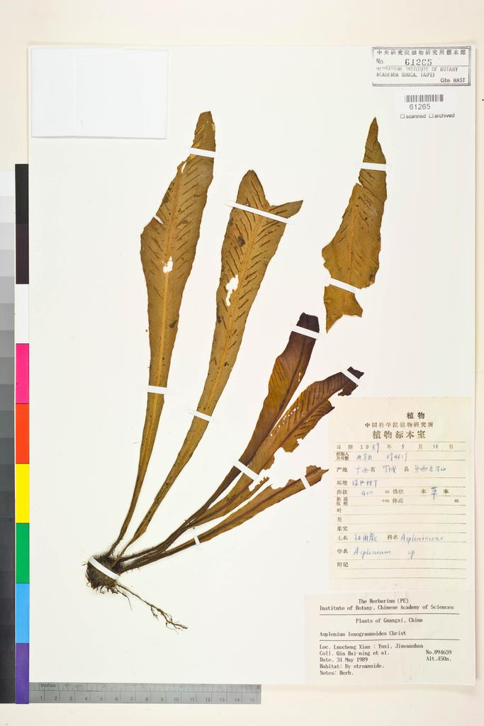 <Unit #128446 Qin, Hai-ning | 覃海寧 | 894659:: | Asplenium loxogrammoides Christ>