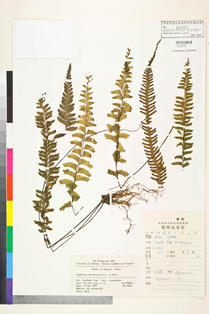 <Unit #128444 Qin, Hai-ning | 覃海寧 | 894644:: | Asplenium cheilosorum Kunze ex Mett.>