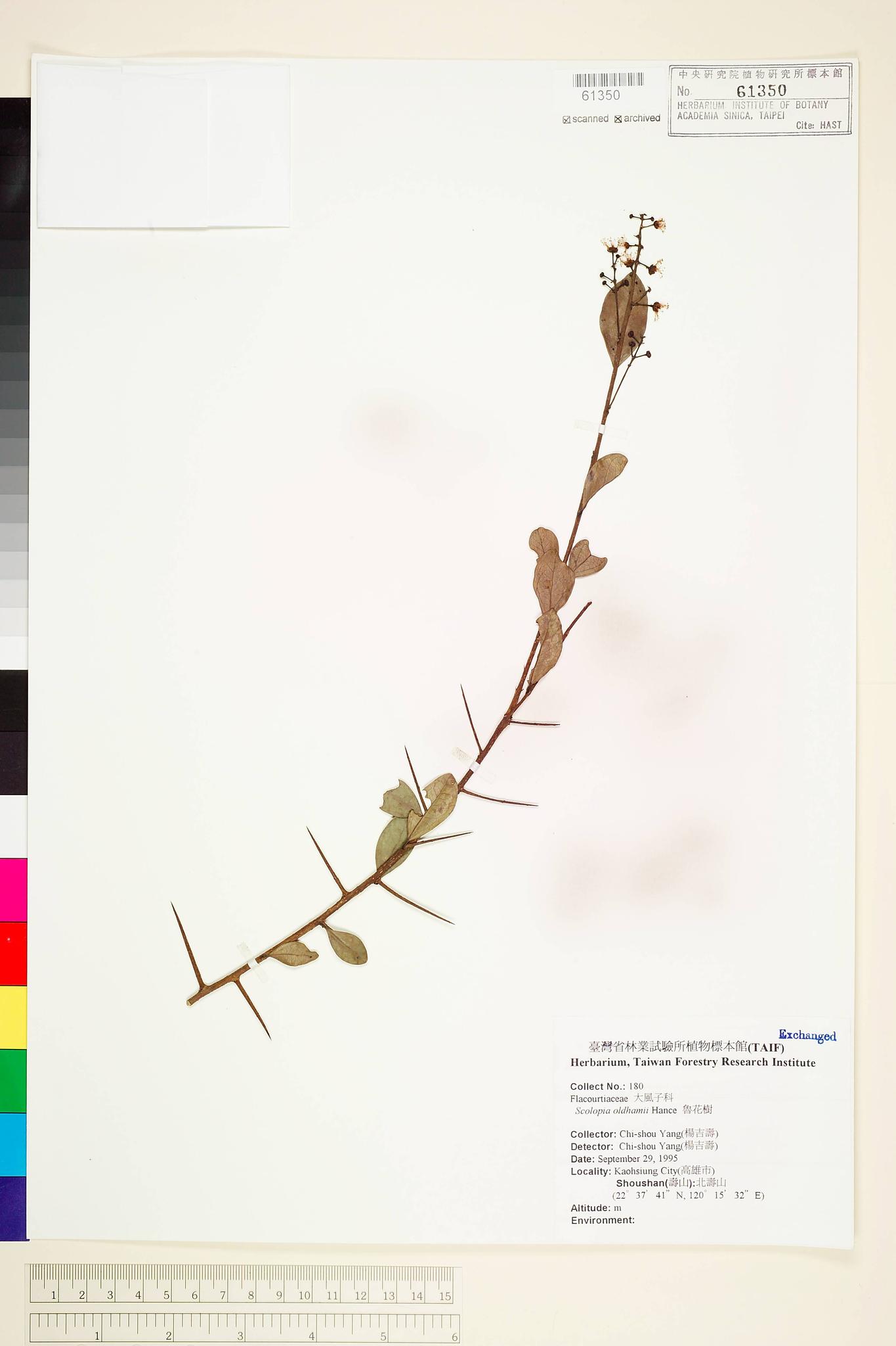 Sample image for viewer