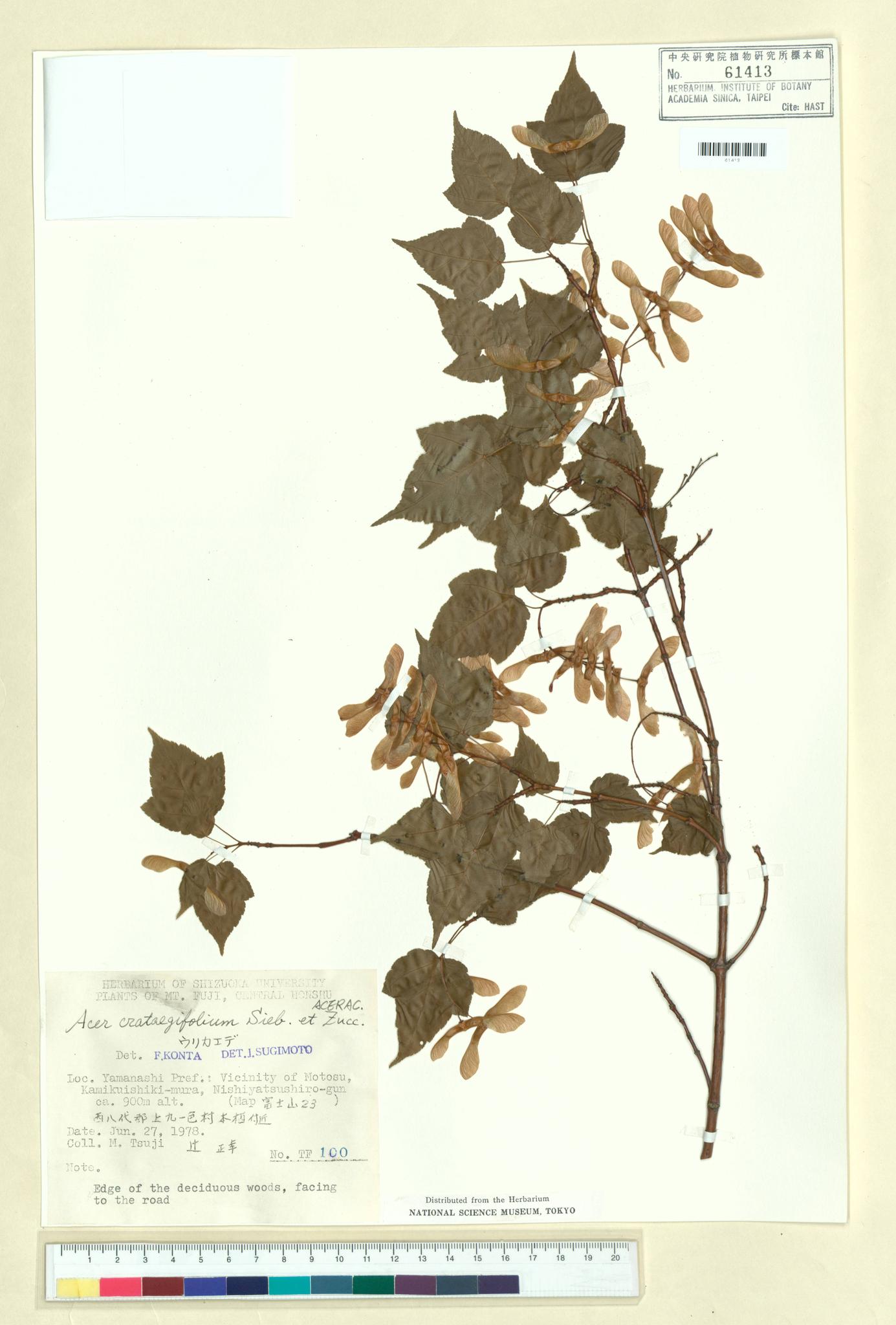 Sample image for viewer