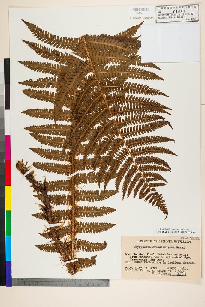 <Unit #128409 Konta, F. | 近田文弘 | 6241:: | Dryopteris crassirhizoma Nakai>