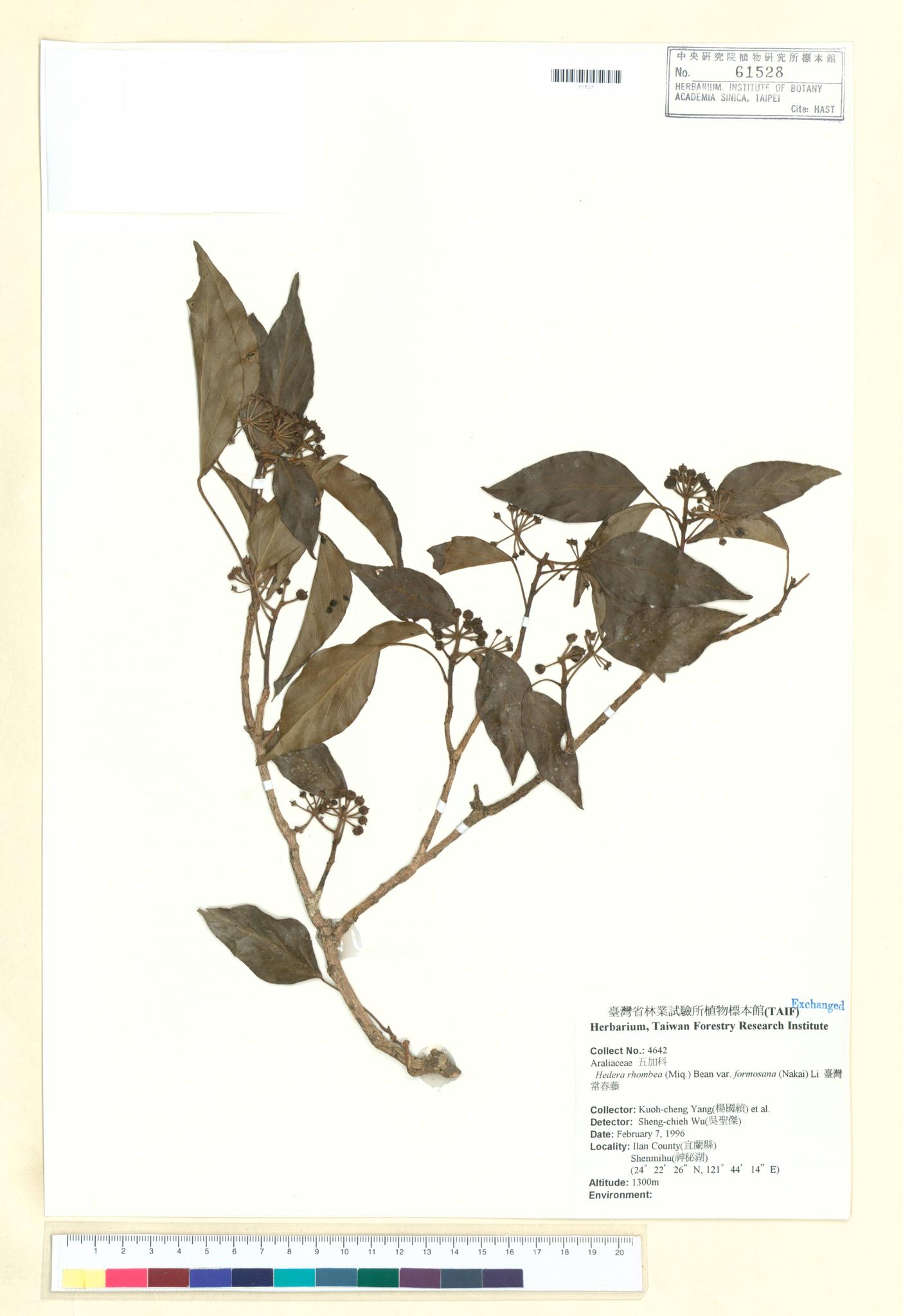 Sample image for viewer