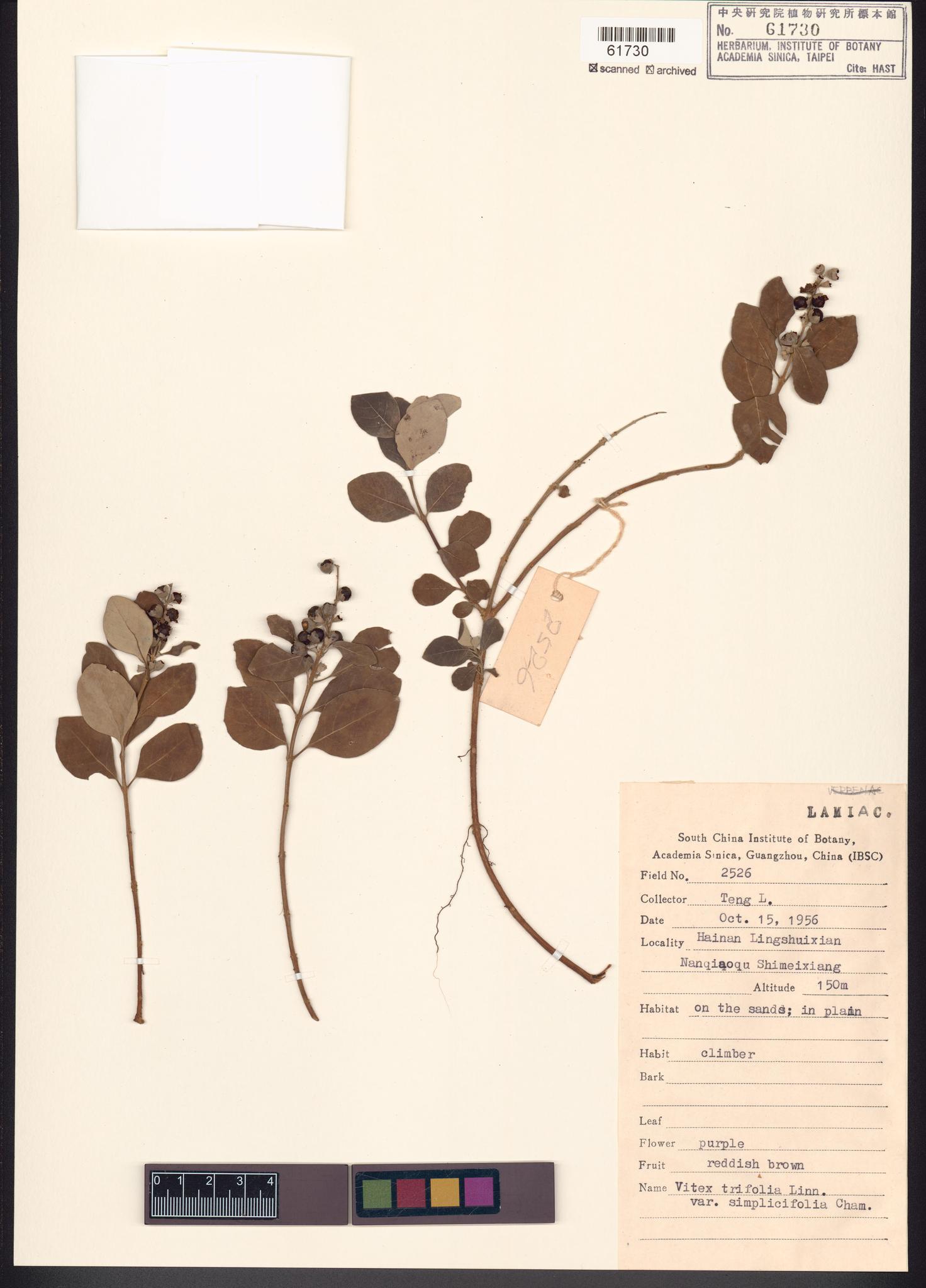 Sample image for viewer