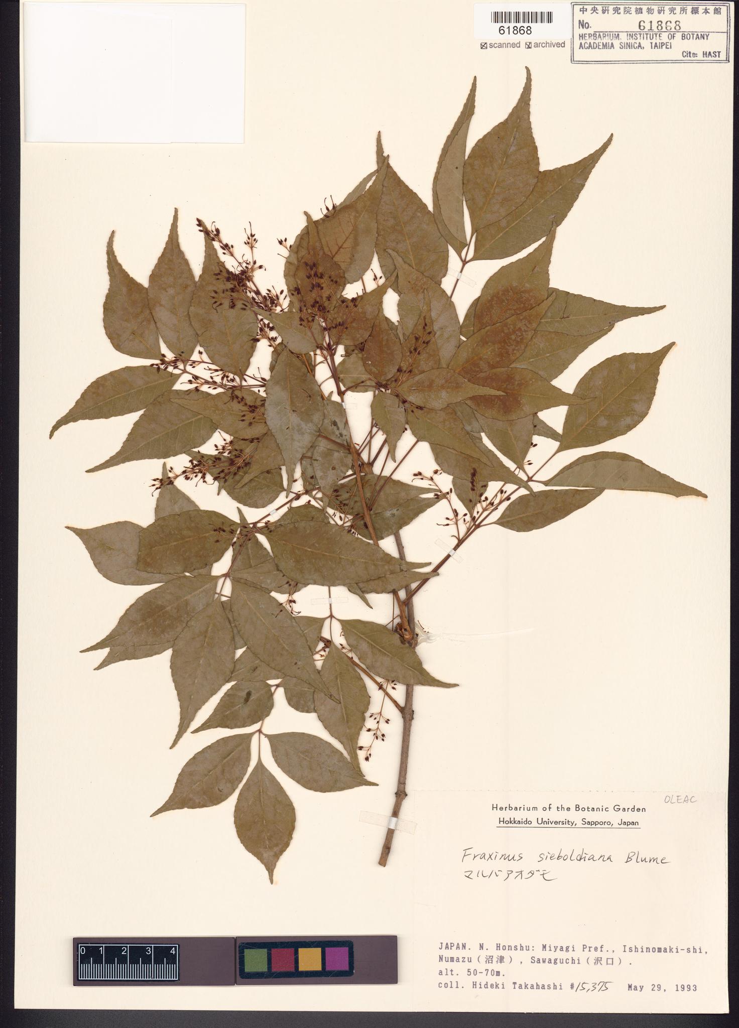 Sample image for viewer