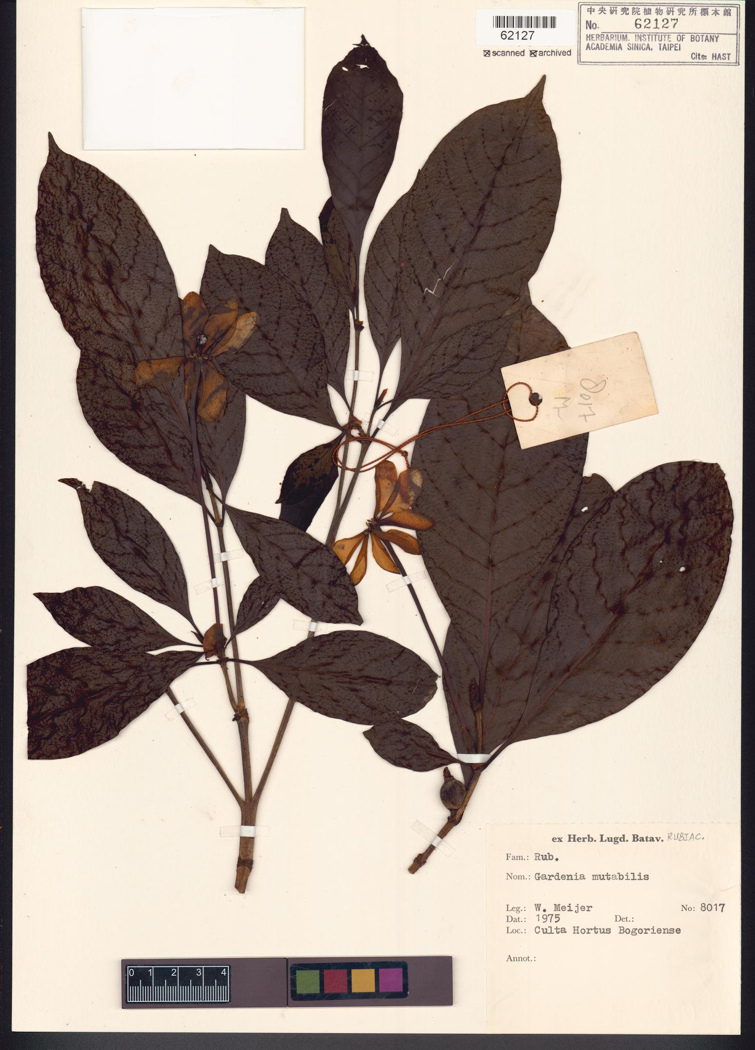 Sample image for viewer