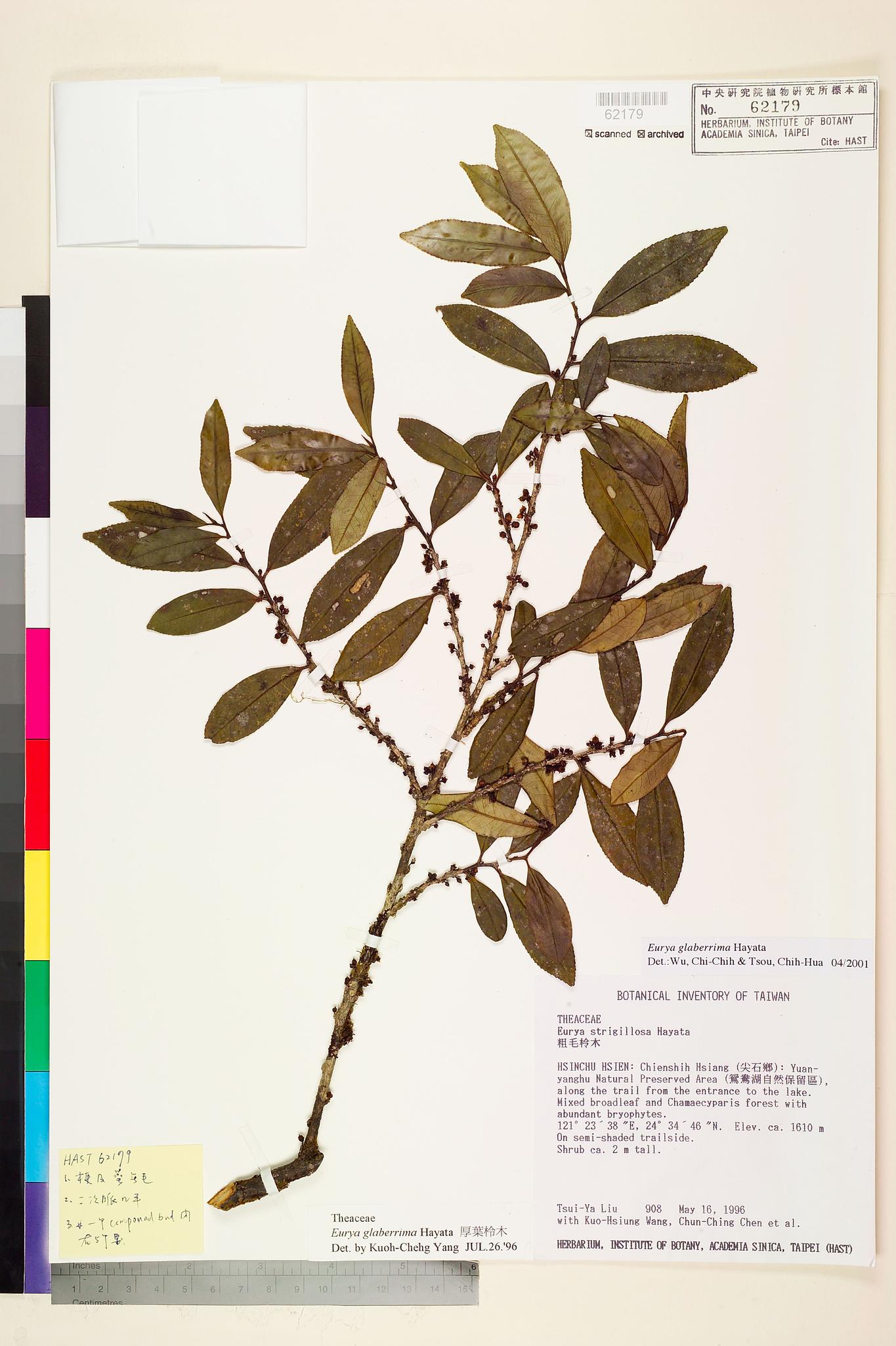 Sample image for viewer