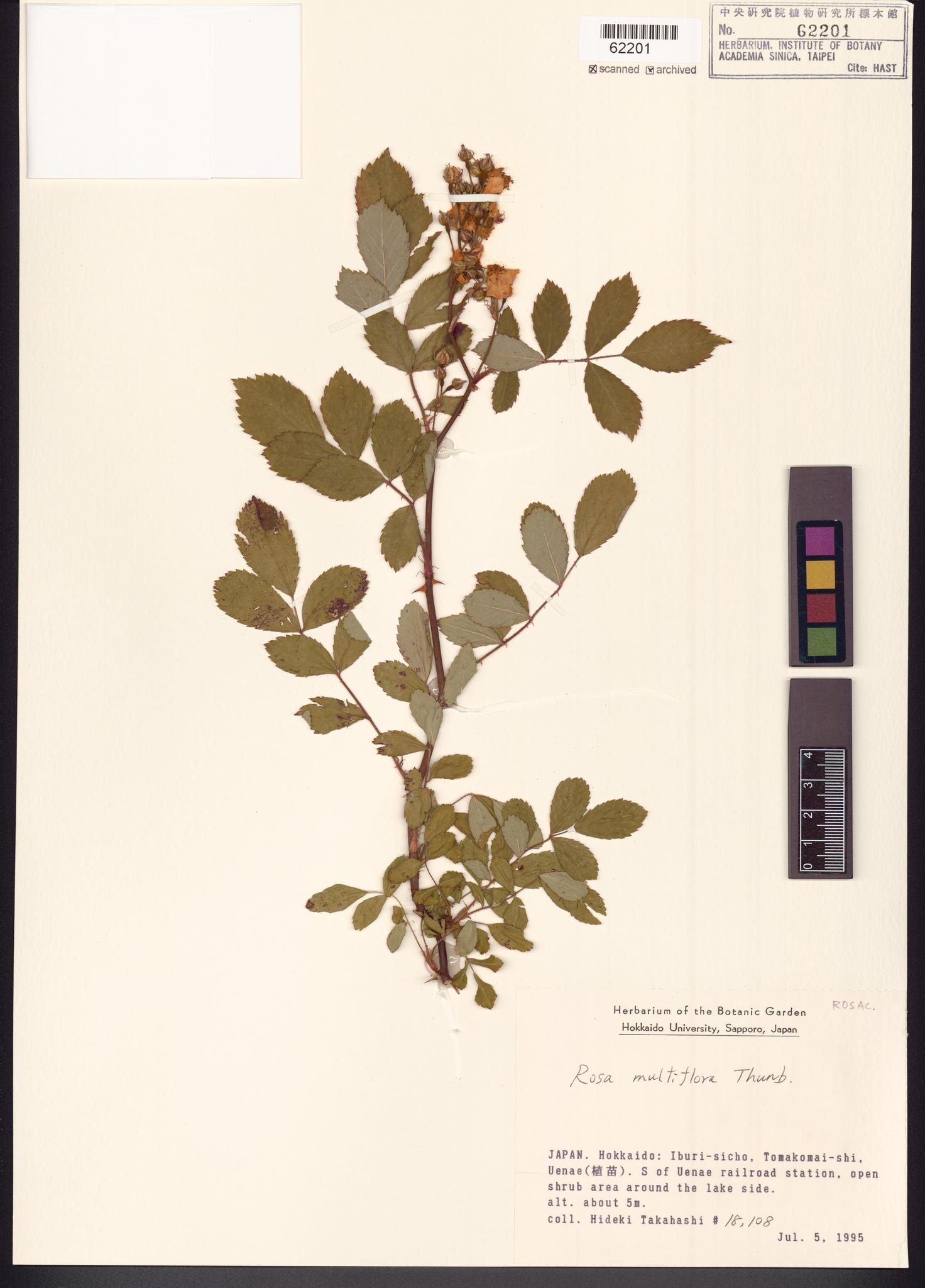 Sample image for viewer