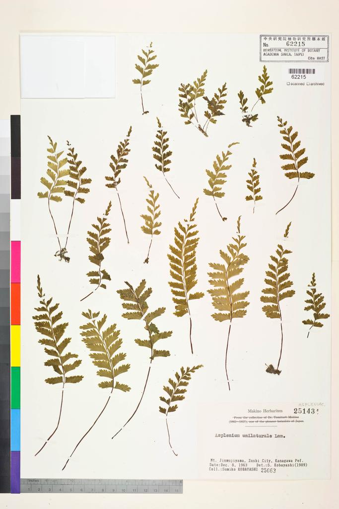 <Unit #128398 Kobayashi, S. |  | 25063:: | Asplenium unilaterale Lam.>