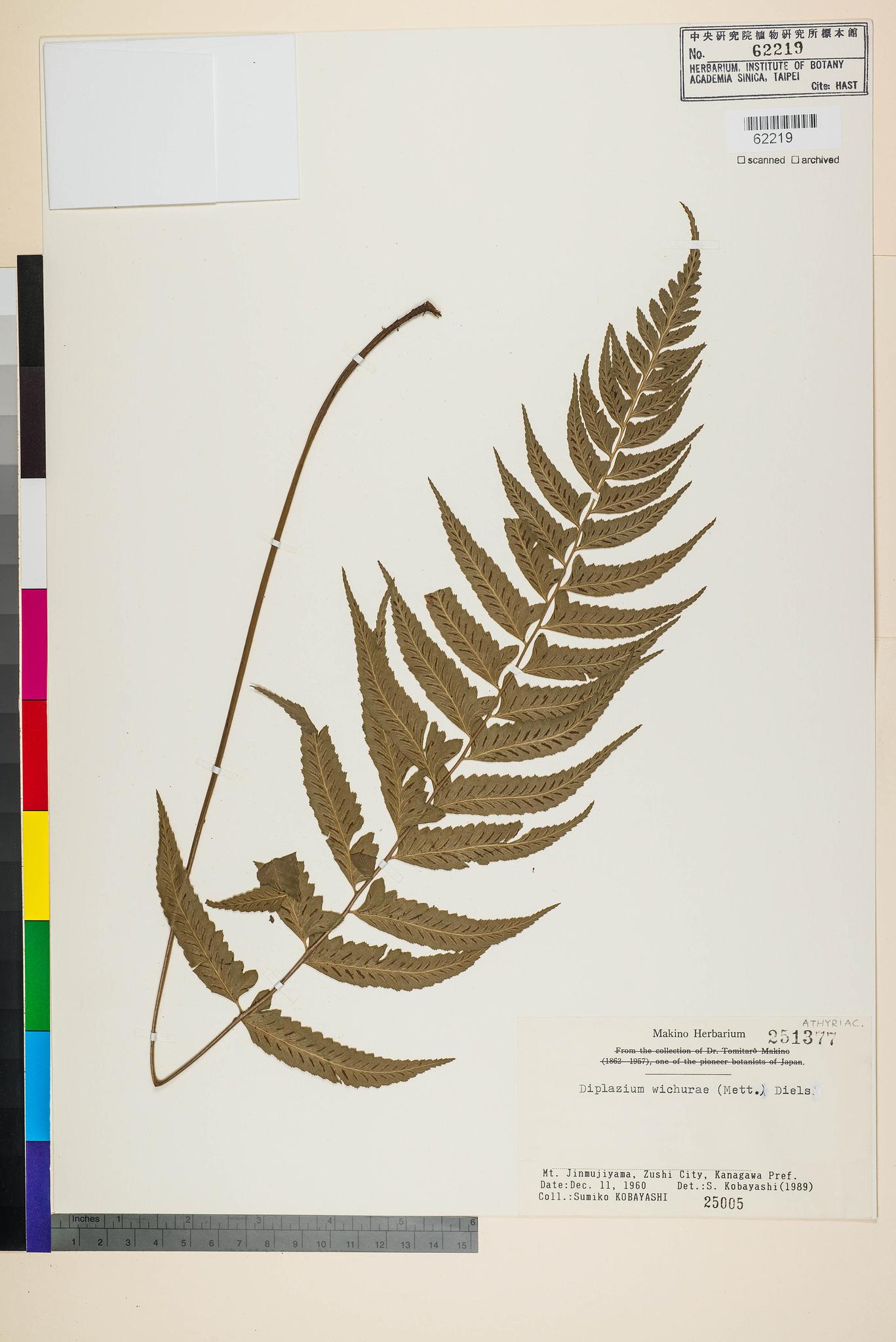 Sample image for viewer