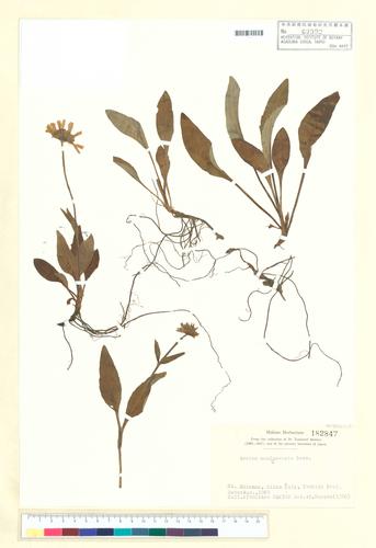 Arnica mallotopus Makino