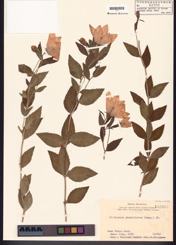 Platycodon grandiflorus (Jacq.) A. DC.