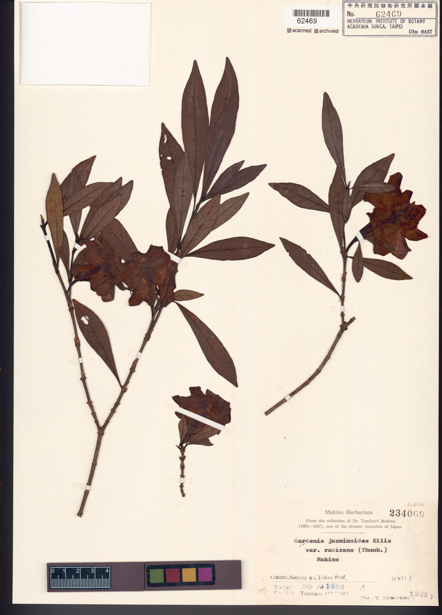 Sample image for viewer