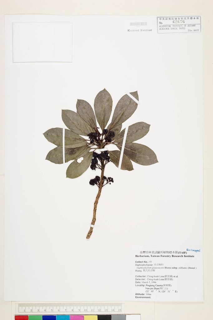 <Unit #49354 Liou, Ching-kuoh | 劉景國 | 55:: | Daphniphyllum glaucescens subsp. oldhamii T.C. Huang>