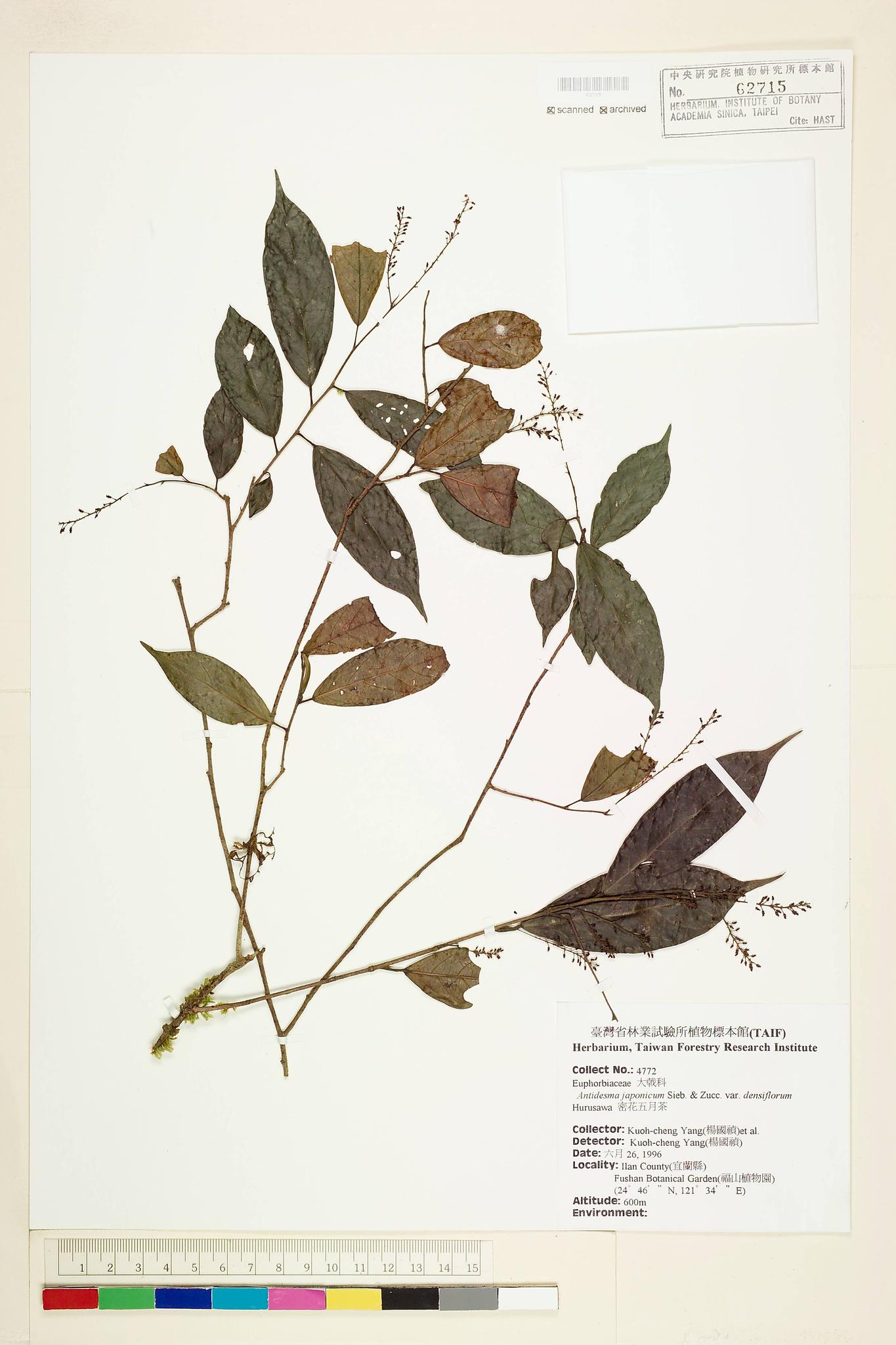 Sample image for viewer