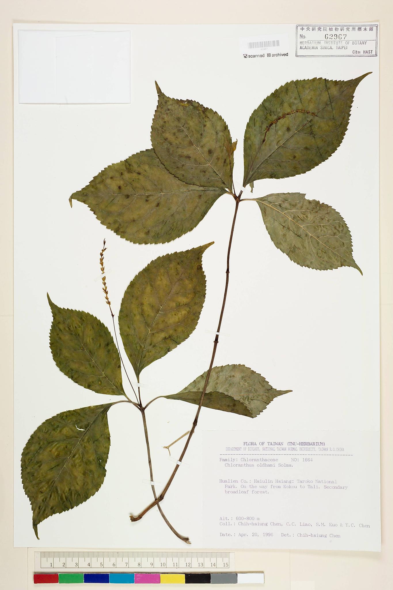 Sample image for viewer