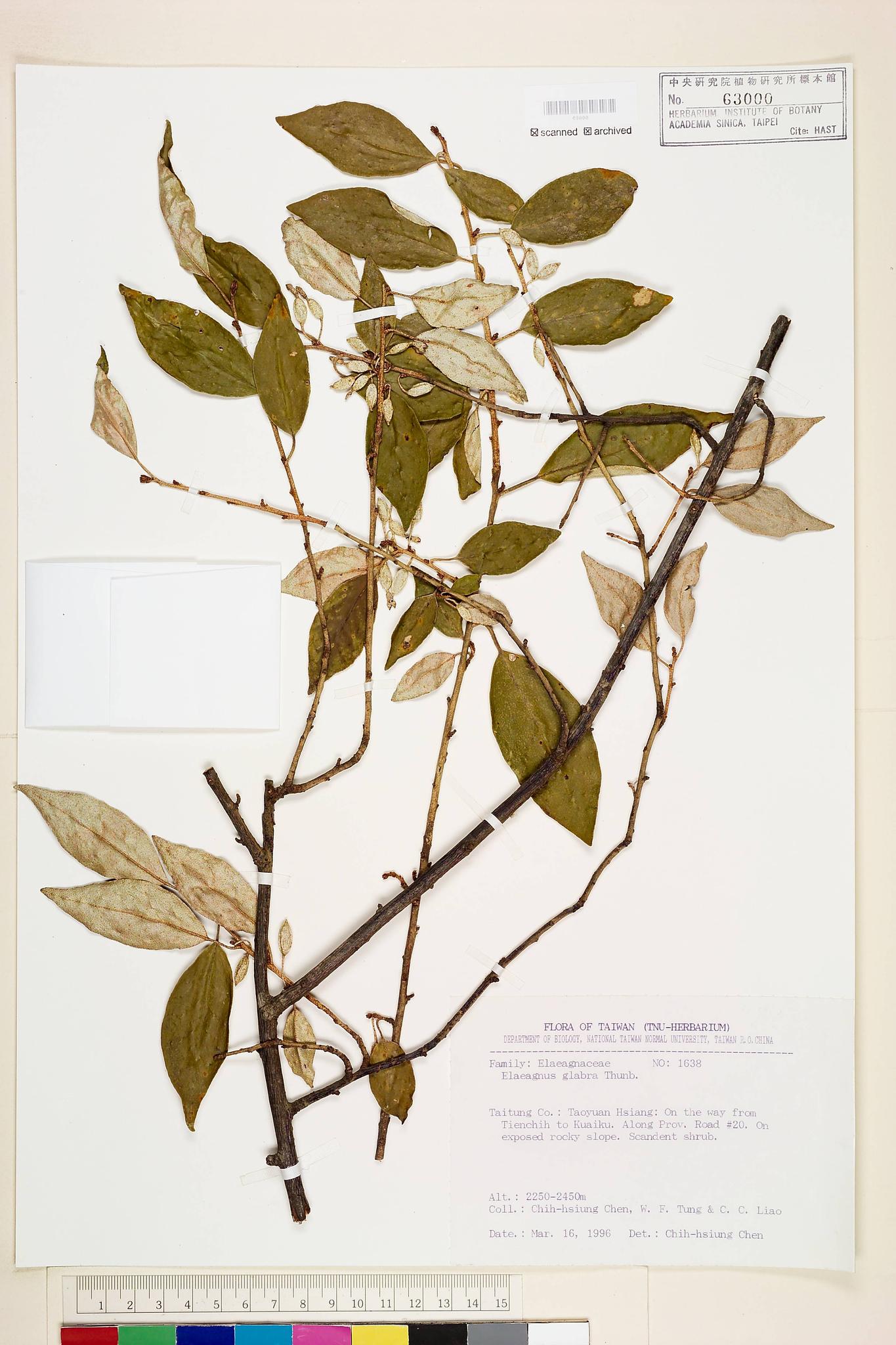 Sample image for viewer