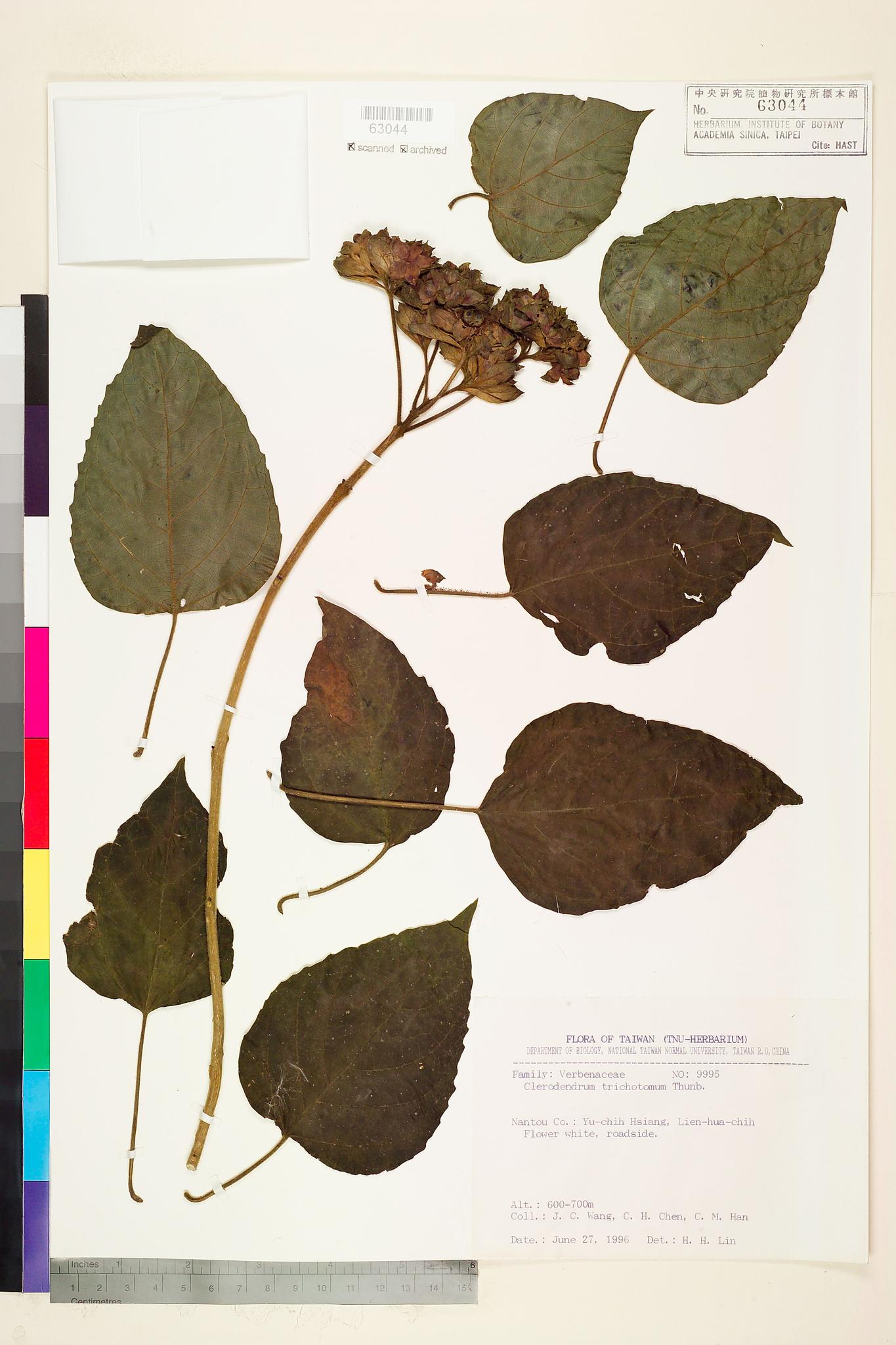 Sample image for viewer