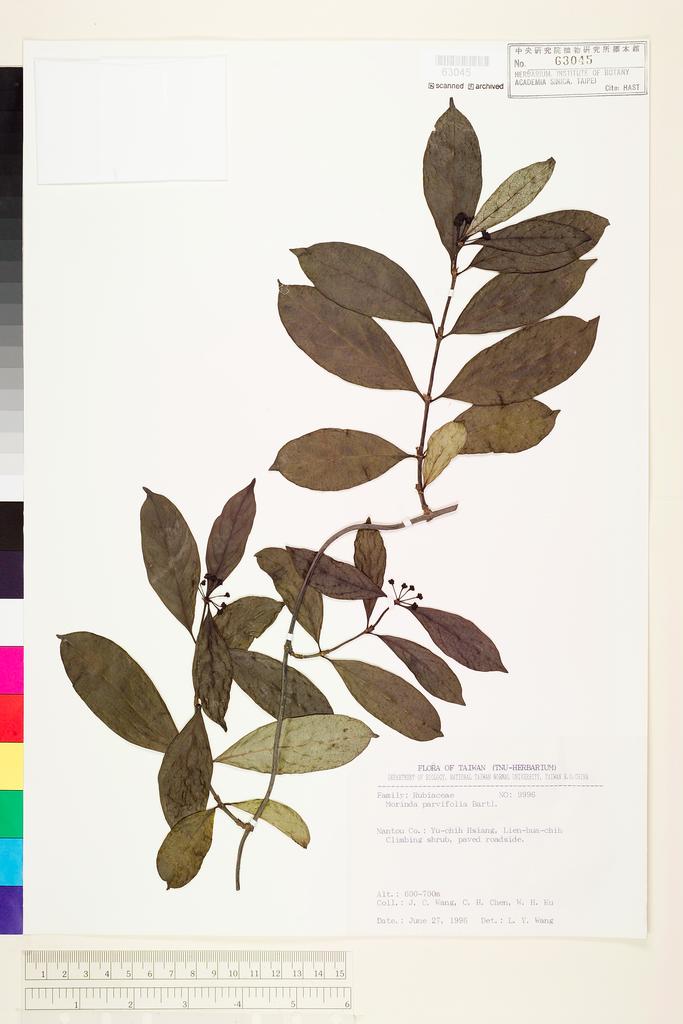 <Unit #71206 Wang, Jenn-Che | 王震哲 | 9996:: | Morinda umbellata L.>