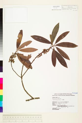 Myrsine seguinii H. Lév.