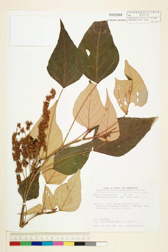 Mallotus paniculatus (Lam.) Muell.-Arg.